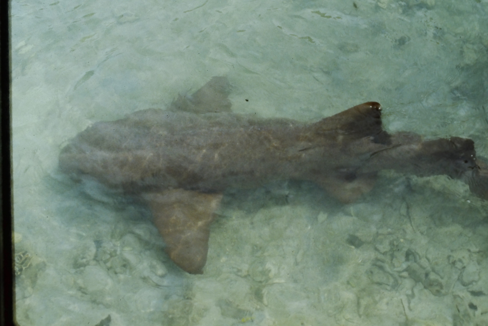 06-83 Shark Union Island.JPG